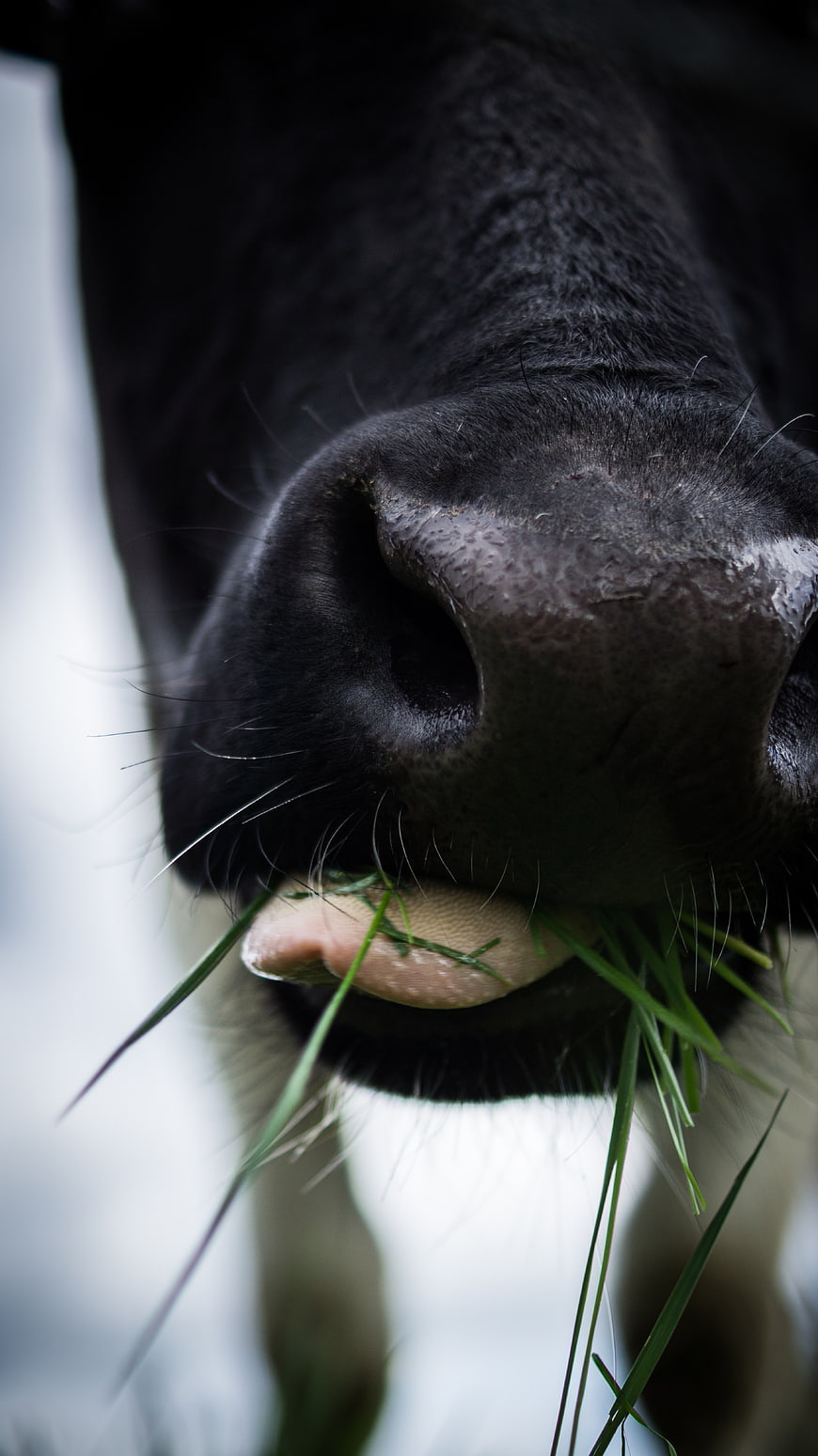 Extreme Close-Up of Black Cow Eating Grass
