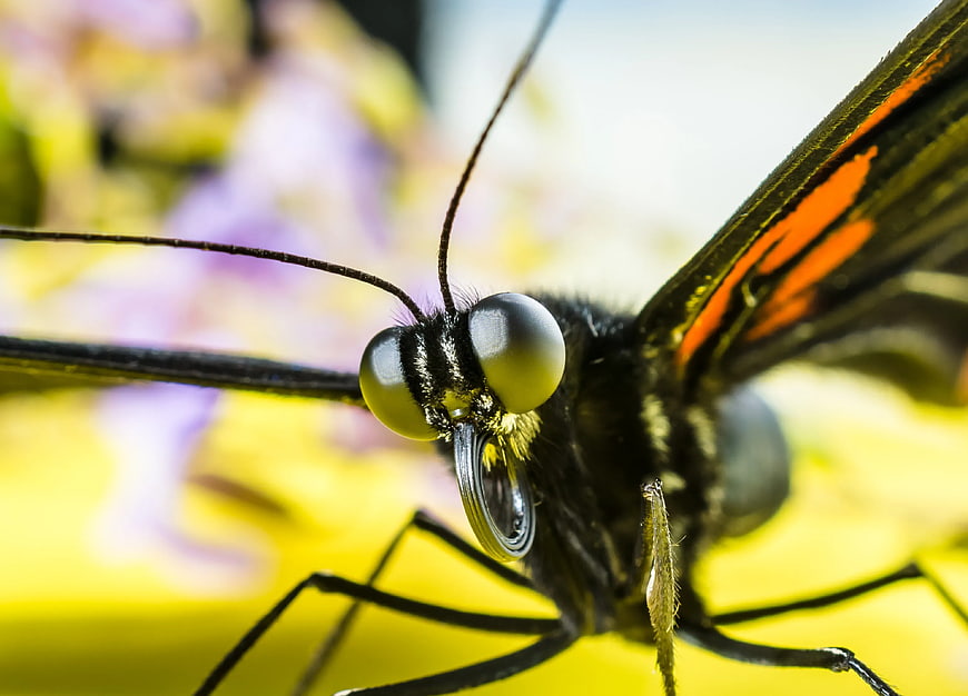 Macro Close-Up of Black and Orange Butterfly Head
