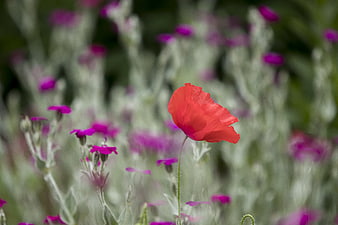 Red Poppy Flower in Meadow with Purple Background