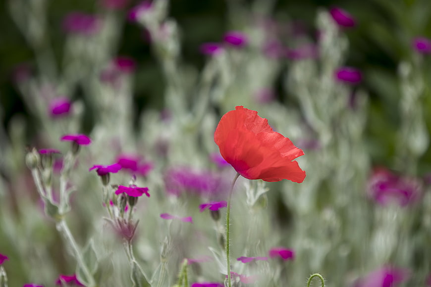 Red Poppy Flower in Meadow with Purple Background