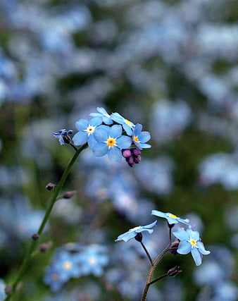 Close-up of delicate blue forget-me-not flowers with yellow centers