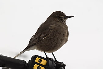 Brown bird perched on bicycle handlebar against white background