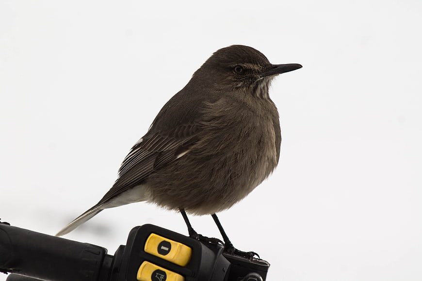 Brown bird perched on bicycle handlebar against white background