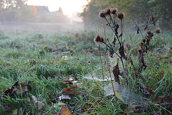 Dewy Thistle Heads with Cobwebs in Misty Autumn Meadow