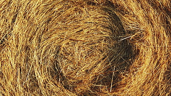 Close-up texture of golden straw bale with spiral pattern