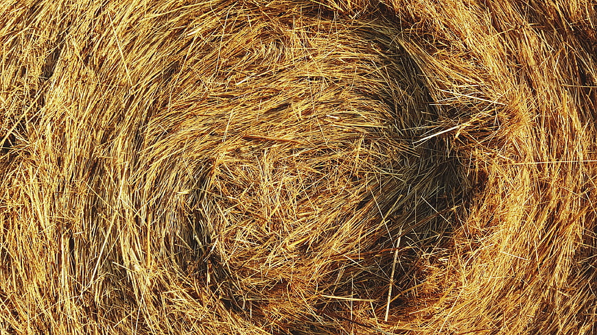 Close-up texture of golden straw bale with spiral pattern