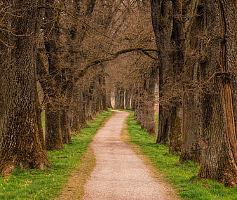 Gravel Path Through Autumn Tree Tunnel