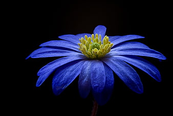 Vibrant Blue Anemone Flower on Black Background