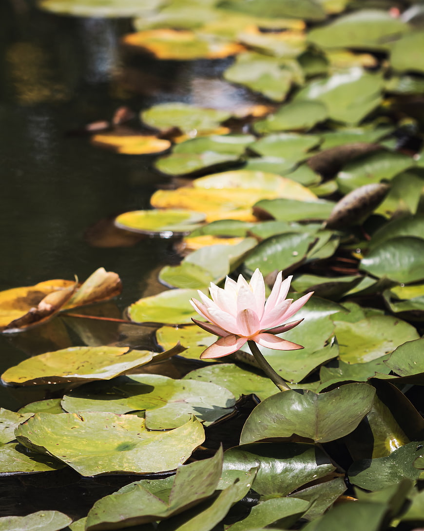 Pink Water Lily Blooming on Green Lily Pads in Pond