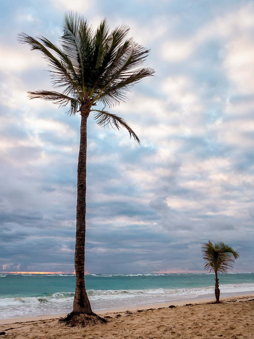 Tall Palm Tree on Tropical Beach with Cloudy Sky