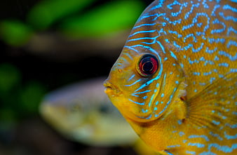 Close-up of a vibrant yellow and blue discus fish