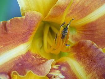 Close-up of a small insect on a yellow and orange daylily flower