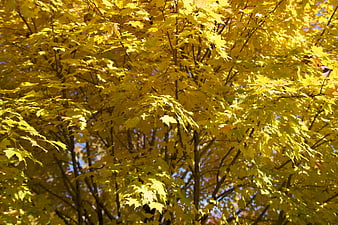 Sunlit Yellow Maple Leaves in Autumn Forest