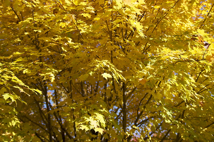 Sunlit Yellow Maple Leaves in Autumn Forest