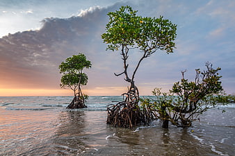 Mangrove Trees in Ocean Water at Sunset