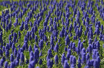 Vibrant Field of Blue Grape Hyacinth Flowers in Spring