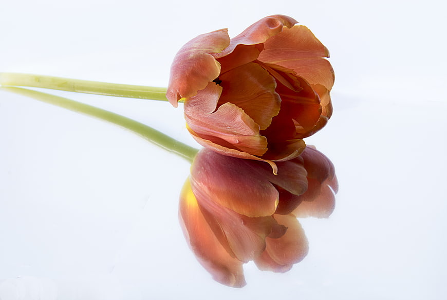 Orange Tulip with Reflection on White Background