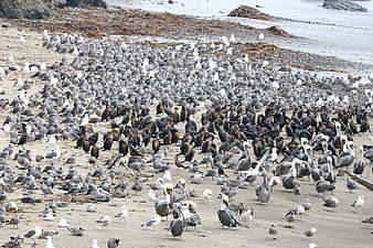Massive flock of seagulls and pelicans on sandy beach