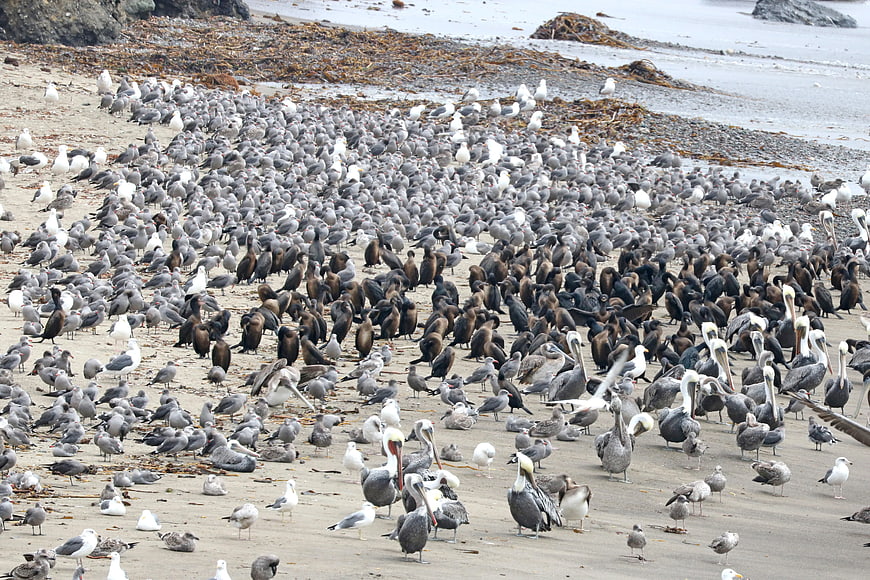 Massive flock of seagulls and pelicans on sandy beach
