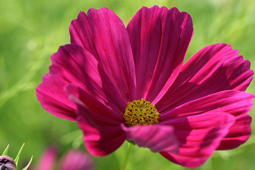Vibrant Pink Cosmos Flower Close-Up in Green Meadow