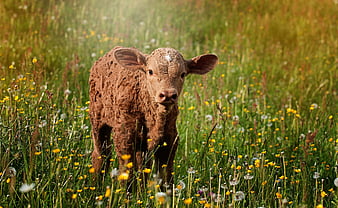 Cute brown calf standing in a sunny meadow with yellow flowers