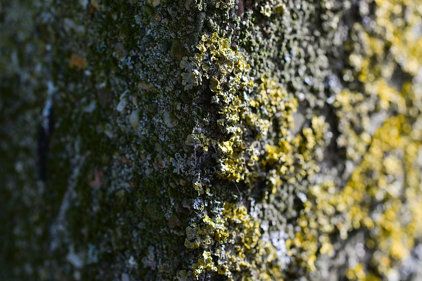 Close-up of yellow and green lichen on tree bark texture