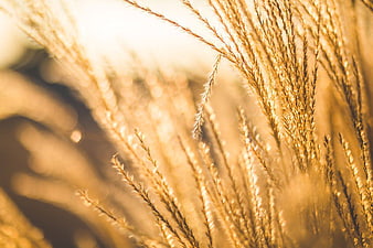 Golden Wheat Stalks Backlit by Warm Sunlight
