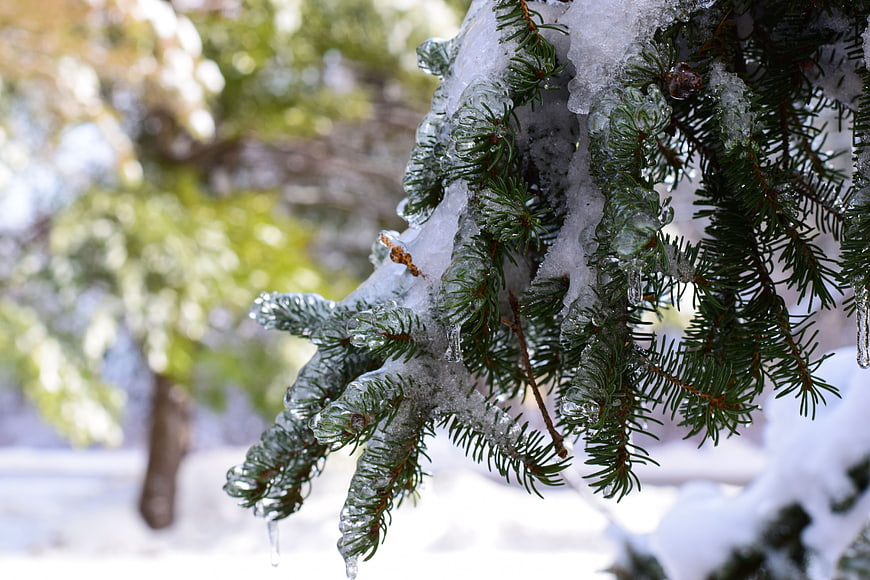 Close-up of frozen fir tree branch with ice and snow