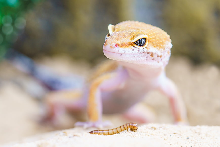 Close-up of Leopard Gecko Eating Mealworm