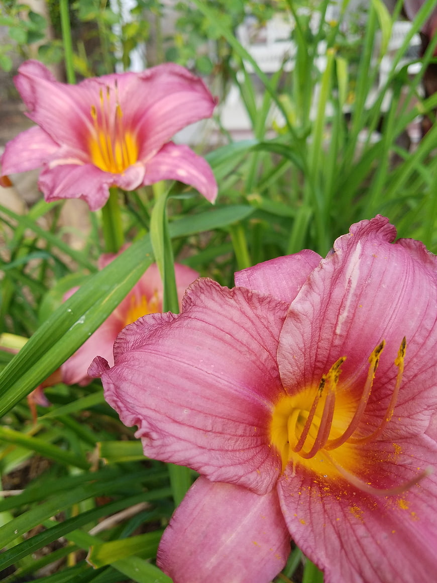 Close-up of pink daylily flowers with yellow centers in a garden