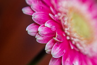 Close-up of pink gerbera daisy with water droplets