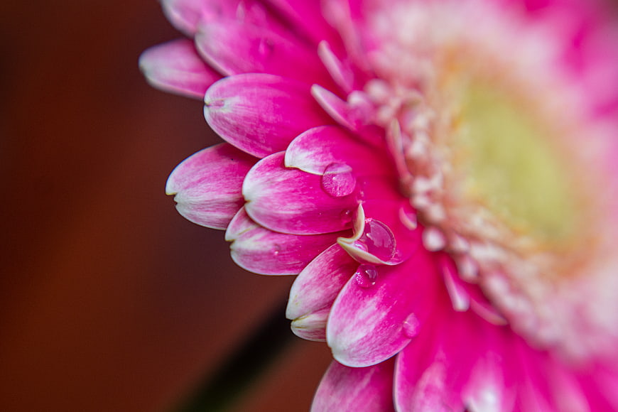 Close-up of pink gerbera daisy with water droplets