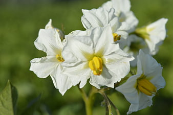 Close-up of white potato flowers with yellow centers