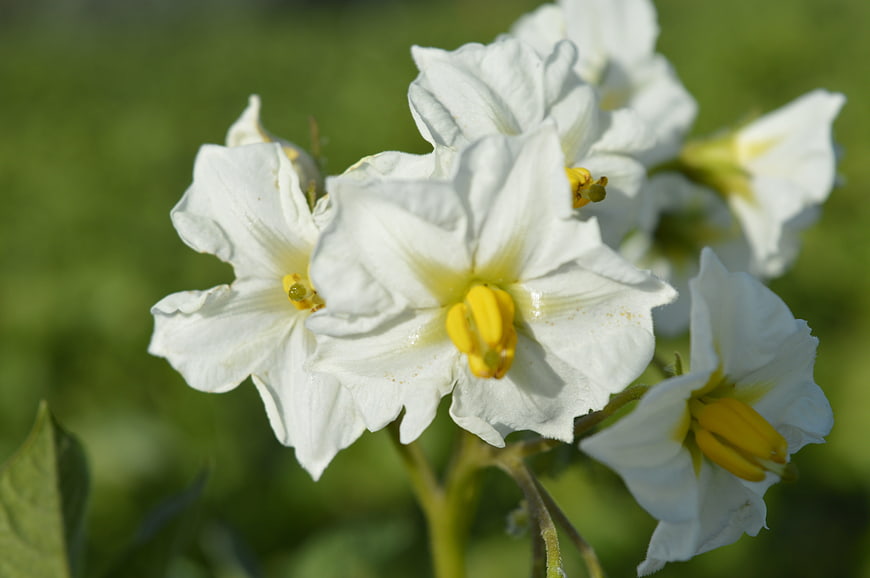 Close-up of white potato flowers with yellow centers