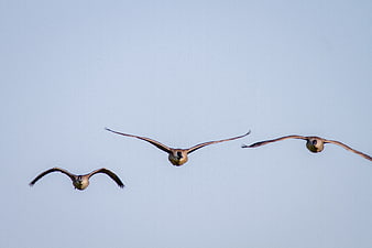 Three Canada Geese Flying in Formation Against Blue Sky