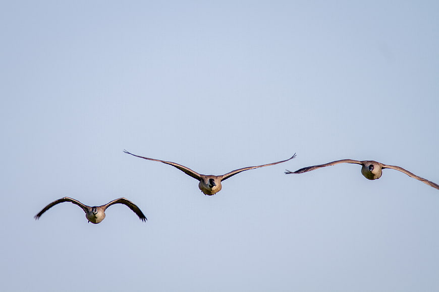 Three Canada Geese Flying in Formation Against Blue Sky