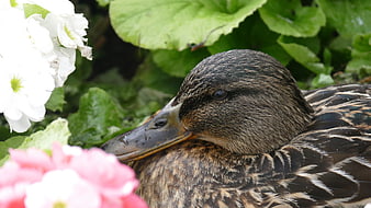 Close-up of a female mallard duck resting among flowers