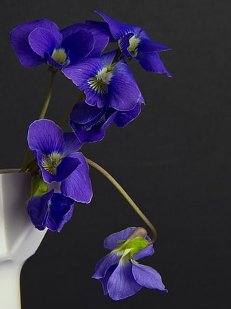 Purple Violets in White Vase on Dark Background