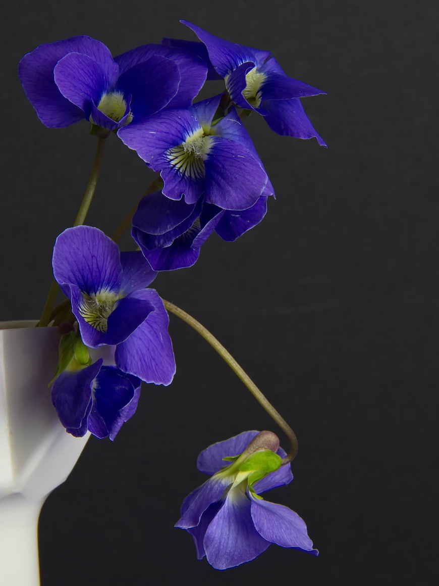 Purple Violets in White Vase on Dark Background