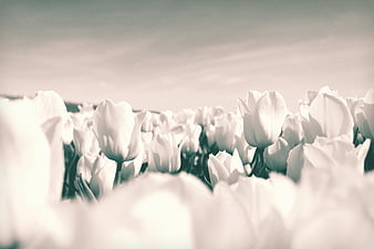 Vintage Black and White Tulip Field in Spring