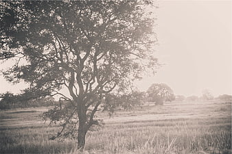 Solitary tree in a misty rural field landscape