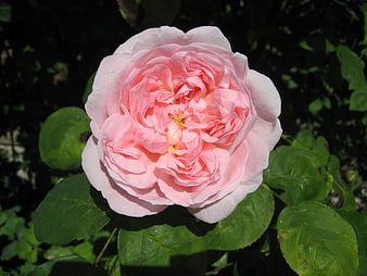 Close-up of a blooming pink rose in a garden