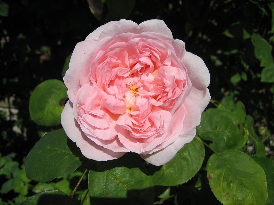 Close-up of a blooming pink rose in a garden