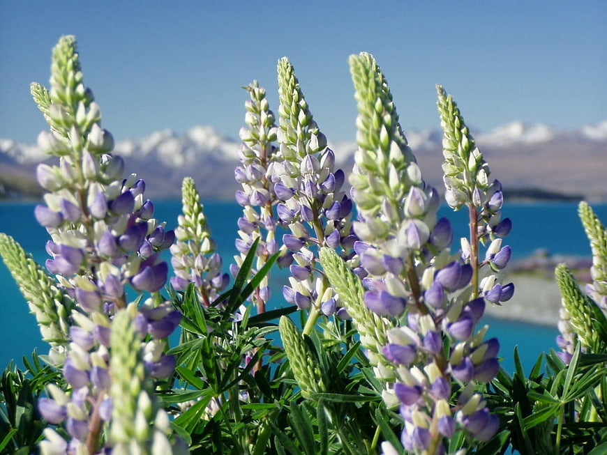 Purple and white lupins with lake and mountains
