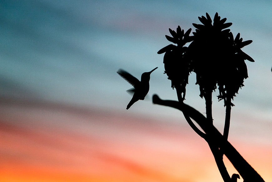 Hummingbird Silhouette Flying Near Agave at Sunset