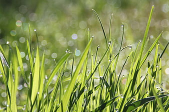 Close-up of green grass blades with morning dew drops and bokeh