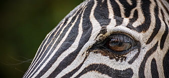 Close-up portrait of a zebra eye with detailed black and white stripes