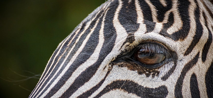 Close-up portrait of a zebra eye with detailed black and white stripes