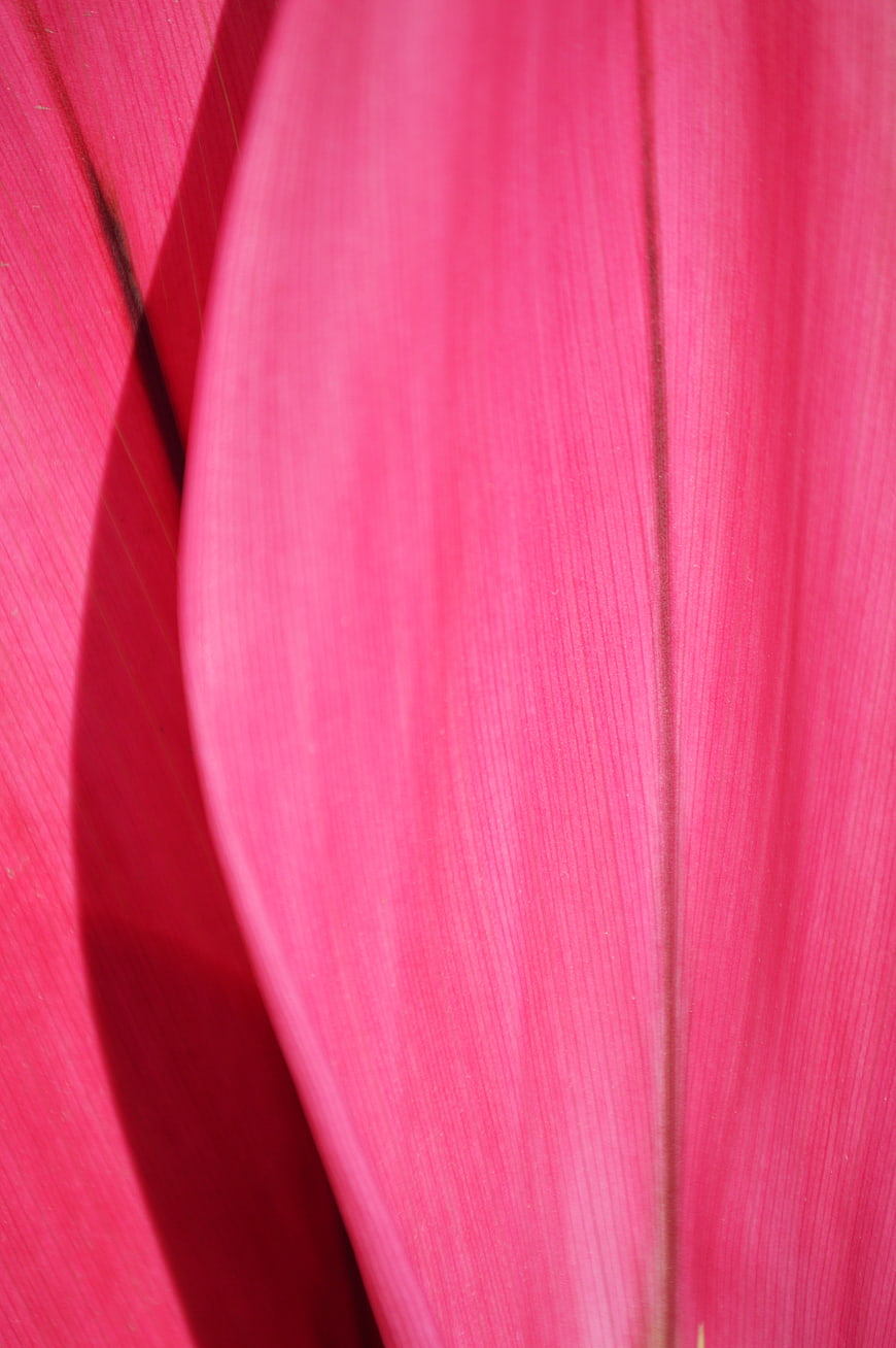 Close-up of vibrant pink plant leaf texture