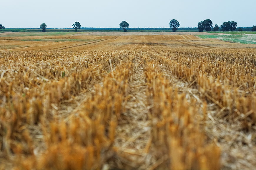 Golden Harvested Wheat Field with Distant Trees
